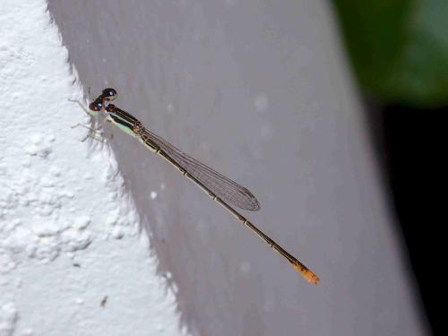 Agriocnemis pygmaea